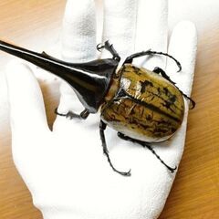 無料(0円)でお譲りします】ヘラクレスオオカブト新成虫ペア