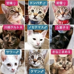 沖縄からやって来た子猫達
