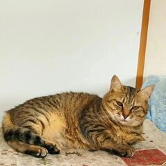 キジトラ♀人慣れしてます。譲渡が決まりました。 - 上水内郡