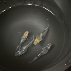 改良メダカの画像