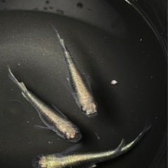 改良メダカの画像