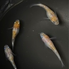 改良メダカの画像