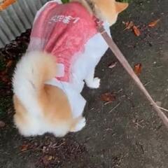 チンチラ友達なりましょう♪単発OK♪(ฅ'ω'ฅ) - 一宮市