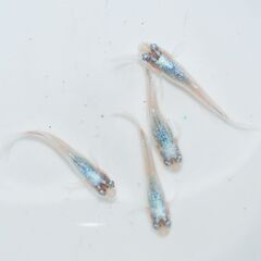 ひなた園芸 改良めだか（メダカ）　わいわい市 寒川店にて販売します！　　8/27 - 高座郡