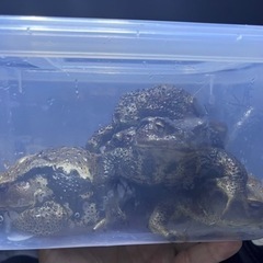 ヒキガエル大量入荷！カジカもいます！カエル屋の画像