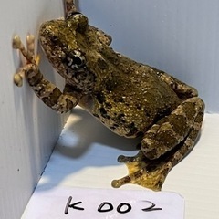 ヒキガエル大量入荷！カジカもいます！カエル屋の画像