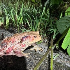 ヒキガエル大量入荷！カジカもいます！カエル屋の画像