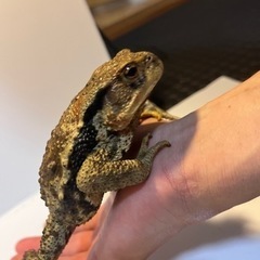 ヒキガエル大量入荷！カジカもいます！カエル屋の画像