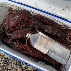 🦐9月23日（土）小名浜沖堤防🦐伊勢海老釣り🎣の画像