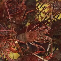🦐9月23日（土）小名浜沖堤防🦐伊勢海老釣り🎣 - いわき市