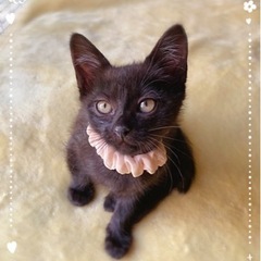 3か月の子猫