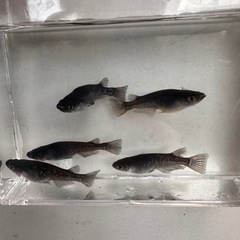 メダカ ブラックダイヤ♂1♀4