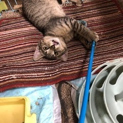 白い子猫さん、黒い子猫さん、茶トラの子猫さんなど…（3ヶ月くらい...