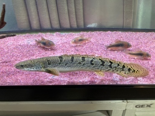 デルヘッジWILDロイヤルバンド　一点物約20cm【ポリプテルス 】