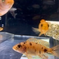 アフリカンシクリッド Aulonocara OB ドイツ産F1