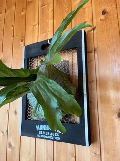 観葉植物　ビカクシダ　板付