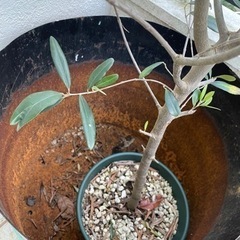  ドラム缶もらってください✳︎の画像