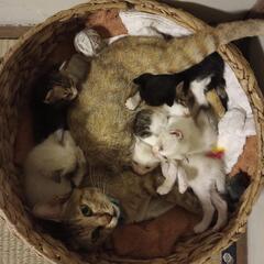 【里親募集】それぞれに新しいお家が見つかりました ありがとうござ...