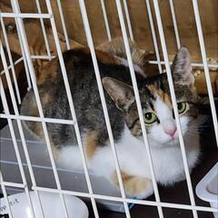 子猫3匹　生後2カ月　親メス猫一匹　