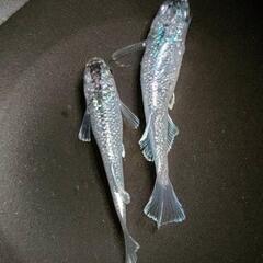 めだか ゴブリンの卵20個　極上種親 サバンナ様血統の画像