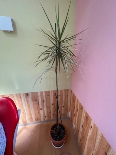 希少？　ドラセナコンシネンシホワイトボリー