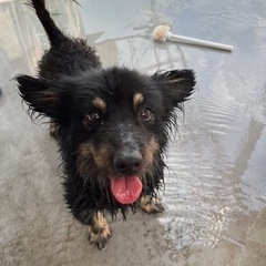 犬小屋 譲ってください！