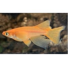 お得な人気品種セット　ゴールデンサファイアと楊貴妃リアルロングフィンの画像