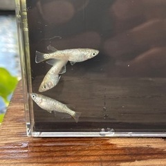 すすらんメダカの画像
