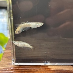 すすらんメダカの画像