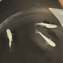 すすらんメダカの画像