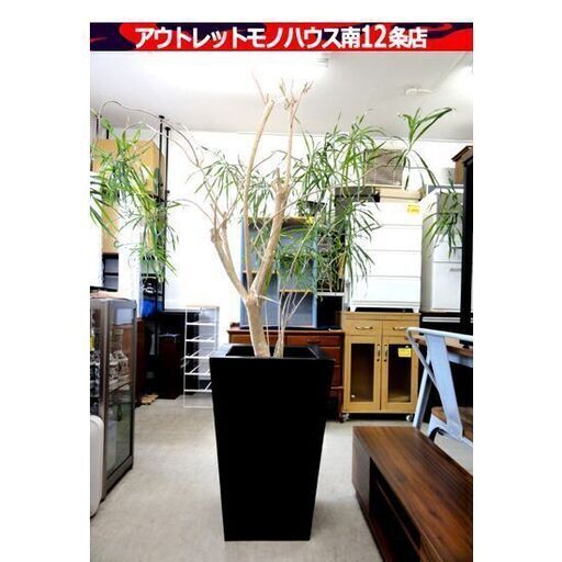 観葉植物 ドラセナ・リフレクサ？ 沖縄観葉 高さ：約190㎝ インテリア オフィス 店舗 ディスプレイ リアルグリーン 大型 札幌市 中央区 南12条