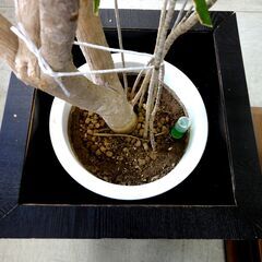 観葉植物 ドラセナ・リフレクサ？ 沖縄観葉 高さ：約190㎝ インテリア オフィス 店舗 ディスプレイ リアルグリーン 大型 札幌市 中央区 南12条の画像