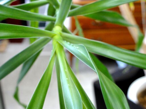 観葉植物 ドラセナ・リフレクサ？ 沖縄観葉 高さ：約190㎝ インテリア オフィス 店舗 ディスプレイ リアルグリーン 大型 札幌市 