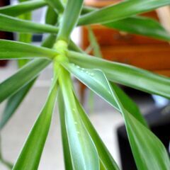 観葉植物 ドラセナ・リフレクサ？ 沖縄観葉 高さ：約190㎝ インテリア オフィス 店舗 ディスプレイ リアルグリーン 大型 札幌市 中央区 南12条の画像