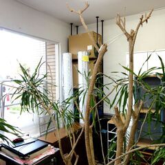 観葉植物 ドラセナ・リフレクサ？ 沖縄観葉 高さ：約190㎝ インテリア オフィス 店舗 ディスプレイ リアルグリーン 大型 札幌市 中央区 南12条の画像