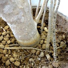 観葉植物 ドラセナ・リフレクサ？ 沖縄観葉 高さ：約190㎝ インテリア オフィス 店舗 ディスプレイ リアルグリーン 大型 札幌市 中央区 南12条の画像