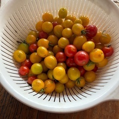 朝収穫有機農法ミニトマト🍅
