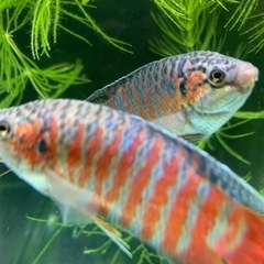 琉球闘魚(赤系)