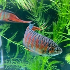 琉球闘魚(赤系)の画像
