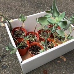 多肉植物　まとめての画像