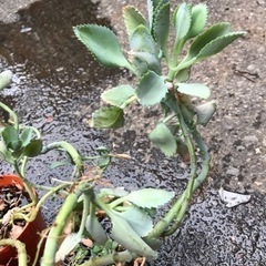 多肉植物　まとめての画像