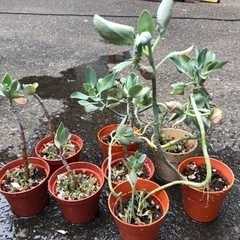 多肉植物　まとめての画像