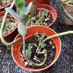 多肉植物　まとめての画像
