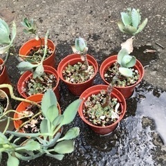 多肉植物　まとめての画像