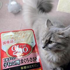 イナバ チャオ 1歳までの子ねこ用 まぐろ・ささみ 本格ほたてだし