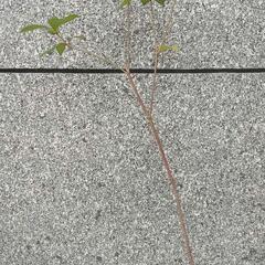 モッコク　大苗　実生苗