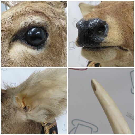 ♪ハンティングトロフィー 鹿の頭 角 剥製 札幌♪