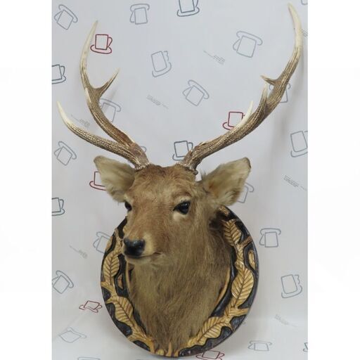 ♪ハンティングトロフィー 鹿の頭 角 剥製 札幌♪