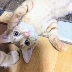 人気の茶トラ☆天真爛漫　トーマス　譲渡会に参加します！