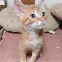 兄弟で譲渡会に参加するよ！　可愛い　チャーリー